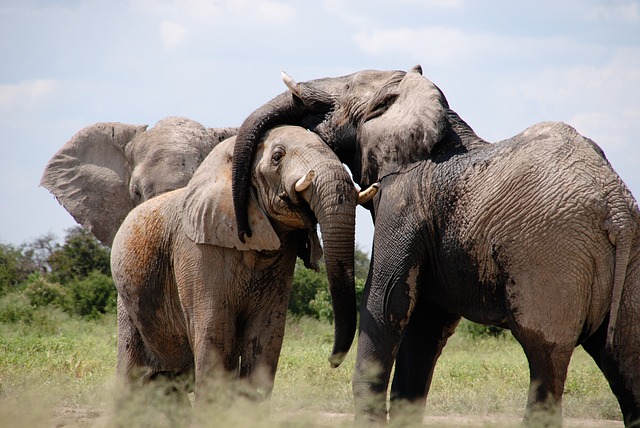 afričtí sloni